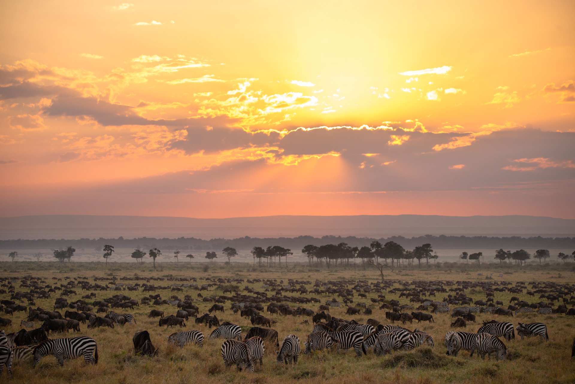 Wildebeest Migration safari — Serengeti Tanzania