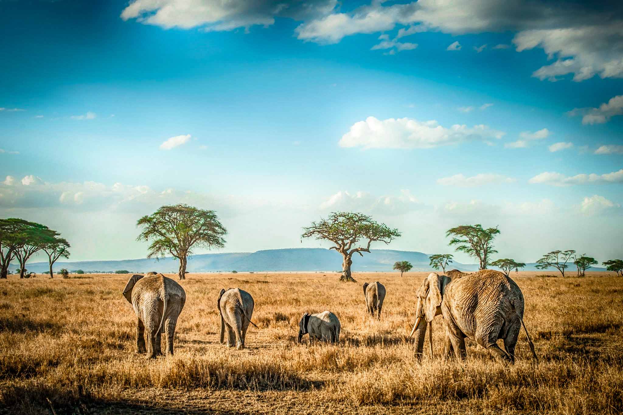 Serengeti wildlife from camp — africa safari holidays