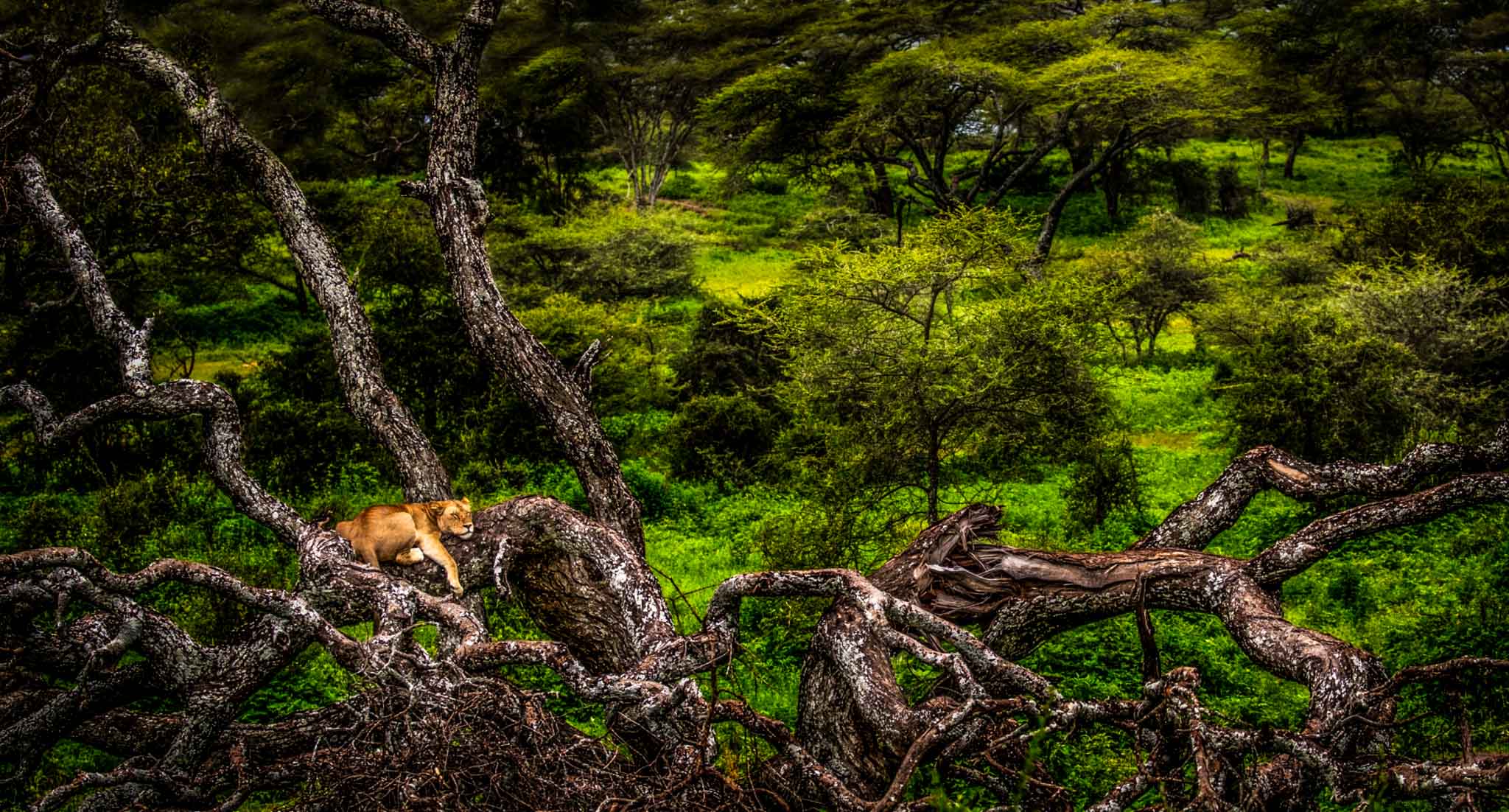 Africa safari holiday — private game drive vehicle, Serengeti