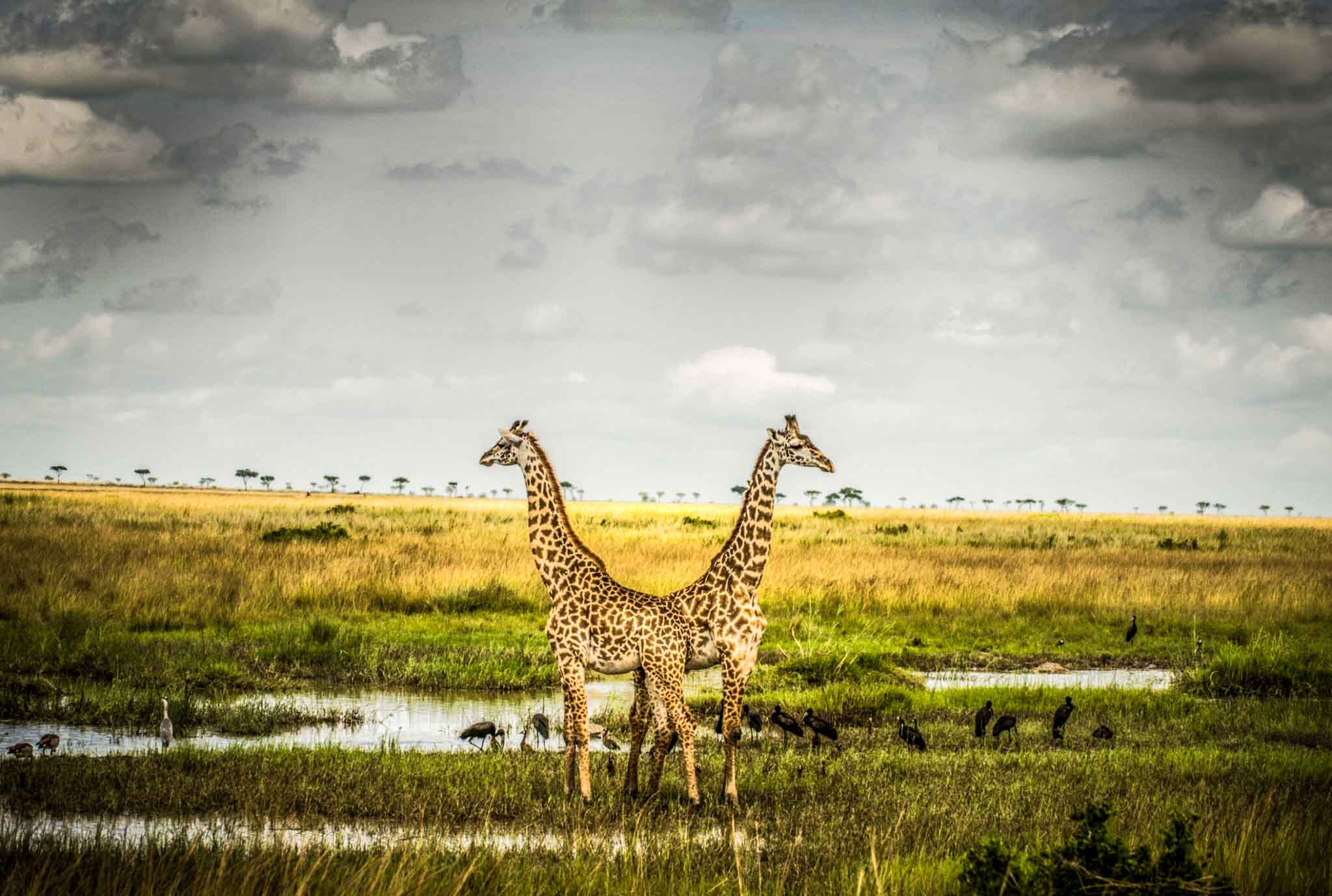 Big Five safari — elephant sighting on Tanzania safari
