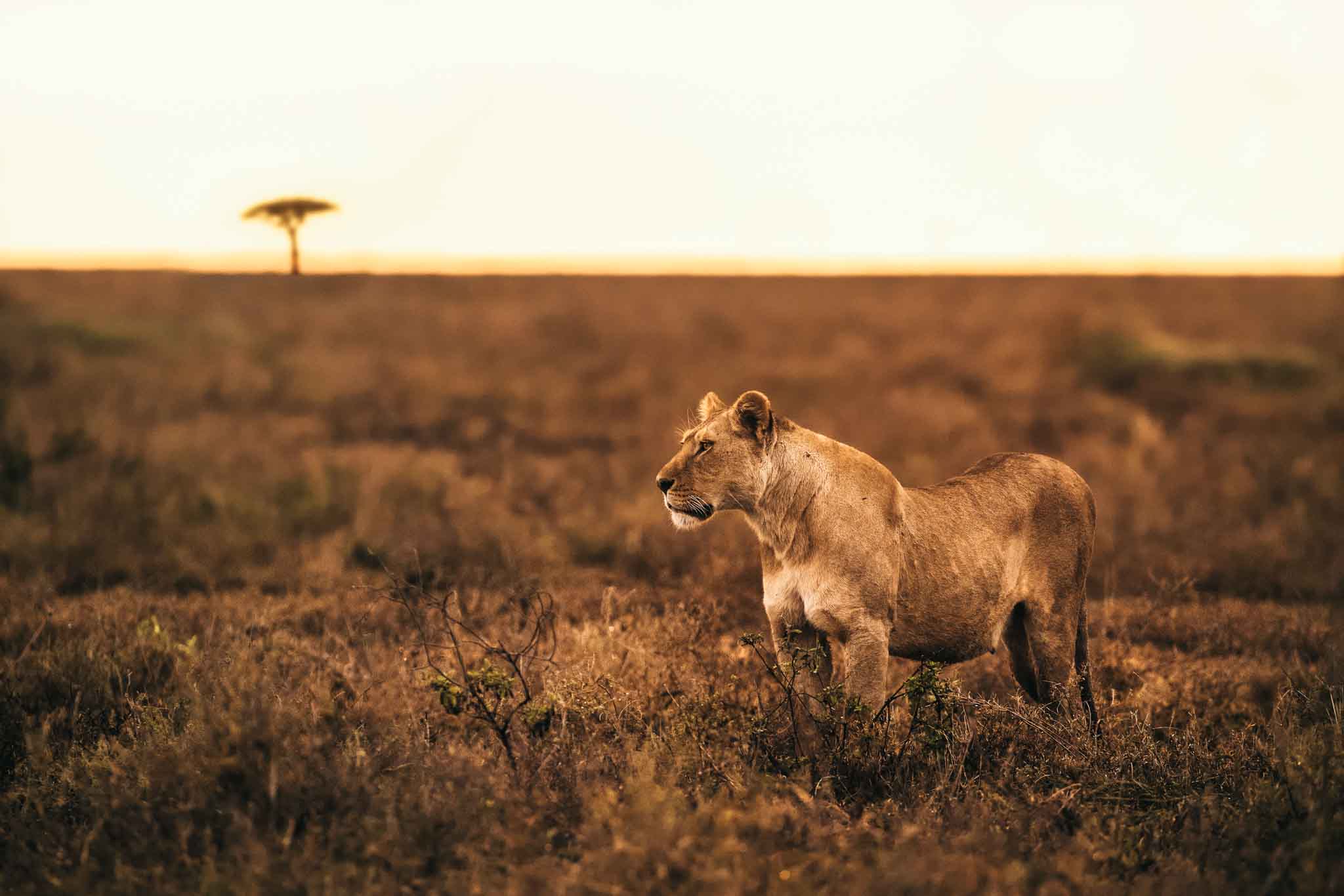 Couples safari holiday Tanzania — romantic tented suite