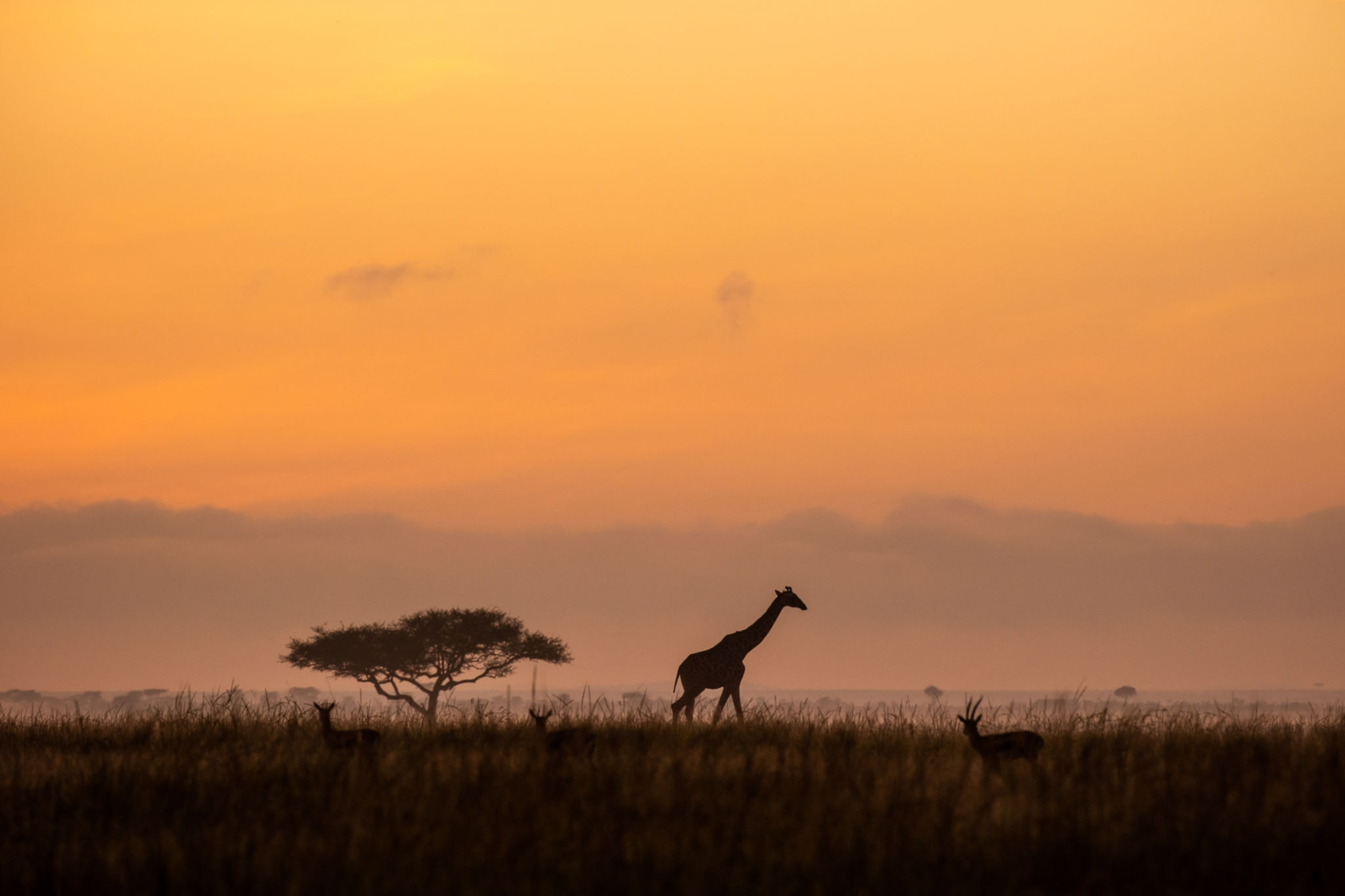 Family Safari Package, two bedroom safari villa in the Serengeti Tanzania