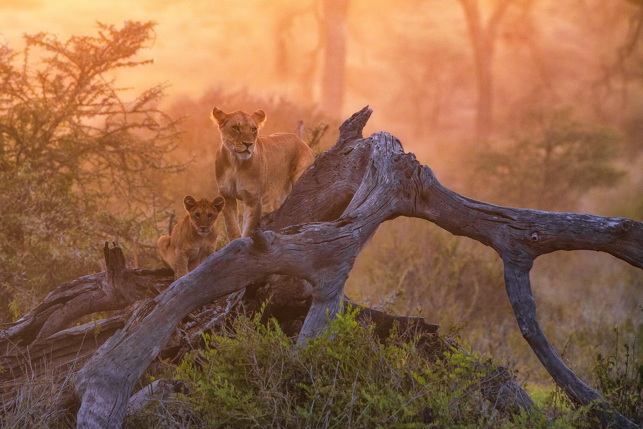 Family africa tanzania safari — children on game drive