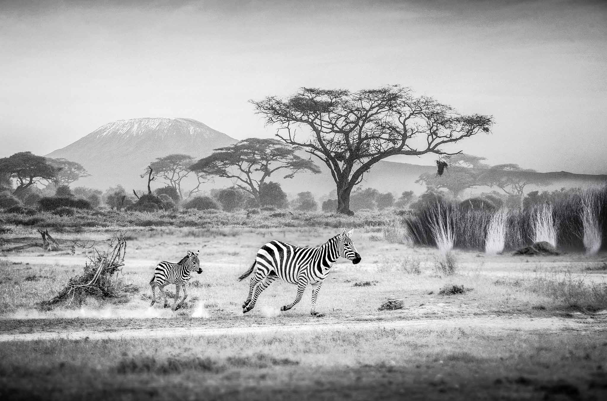 Family safari holiday — Big Five game drive, Tanzania