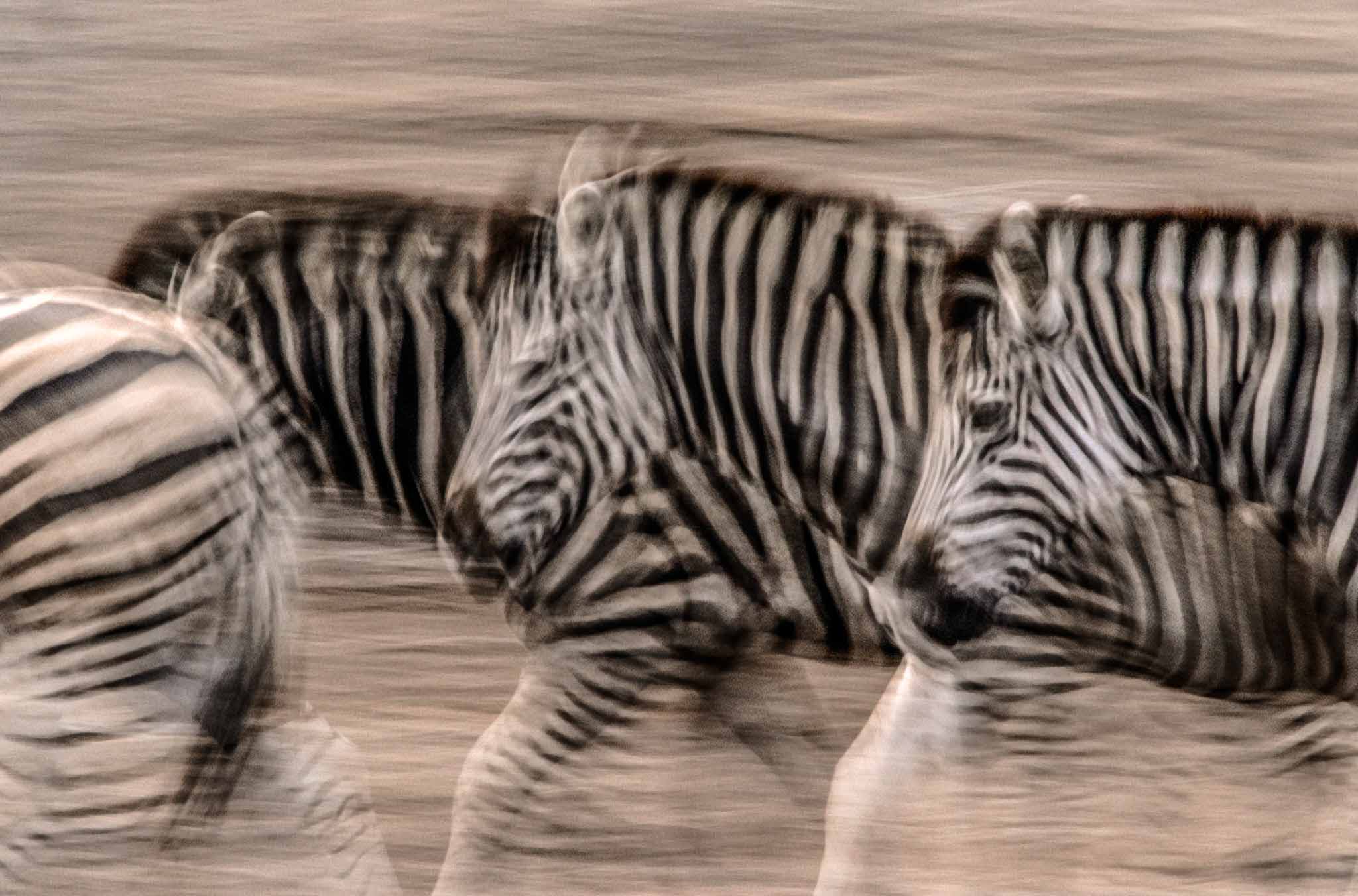 Private Game Drive
