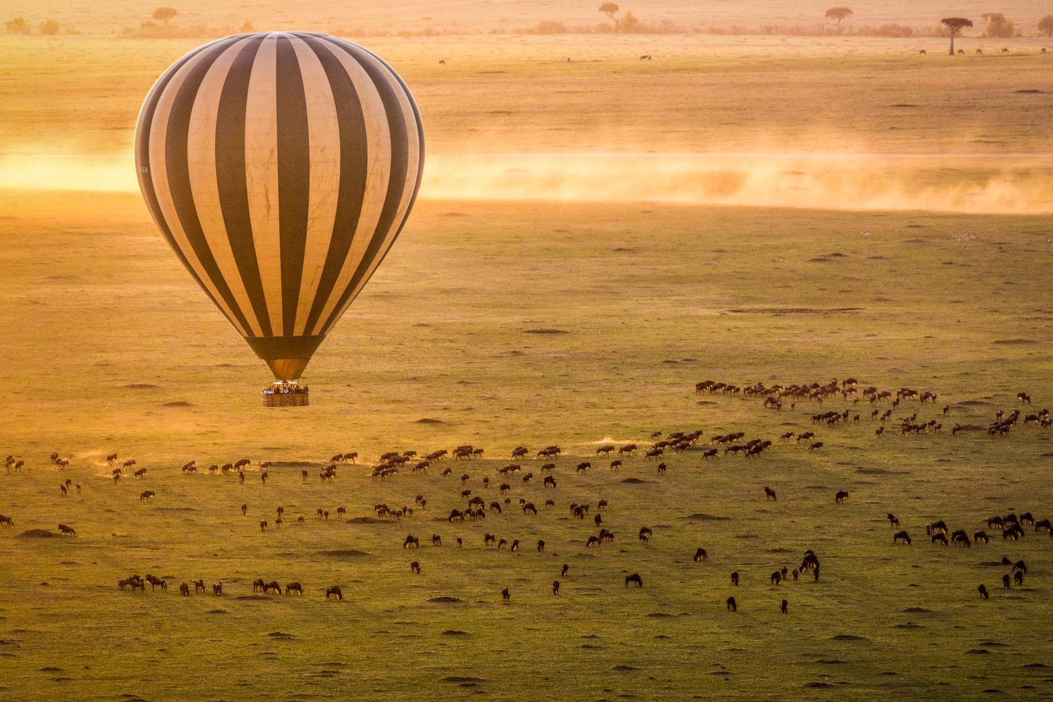 Wildebeest migration safari July to September — Mara River crossings