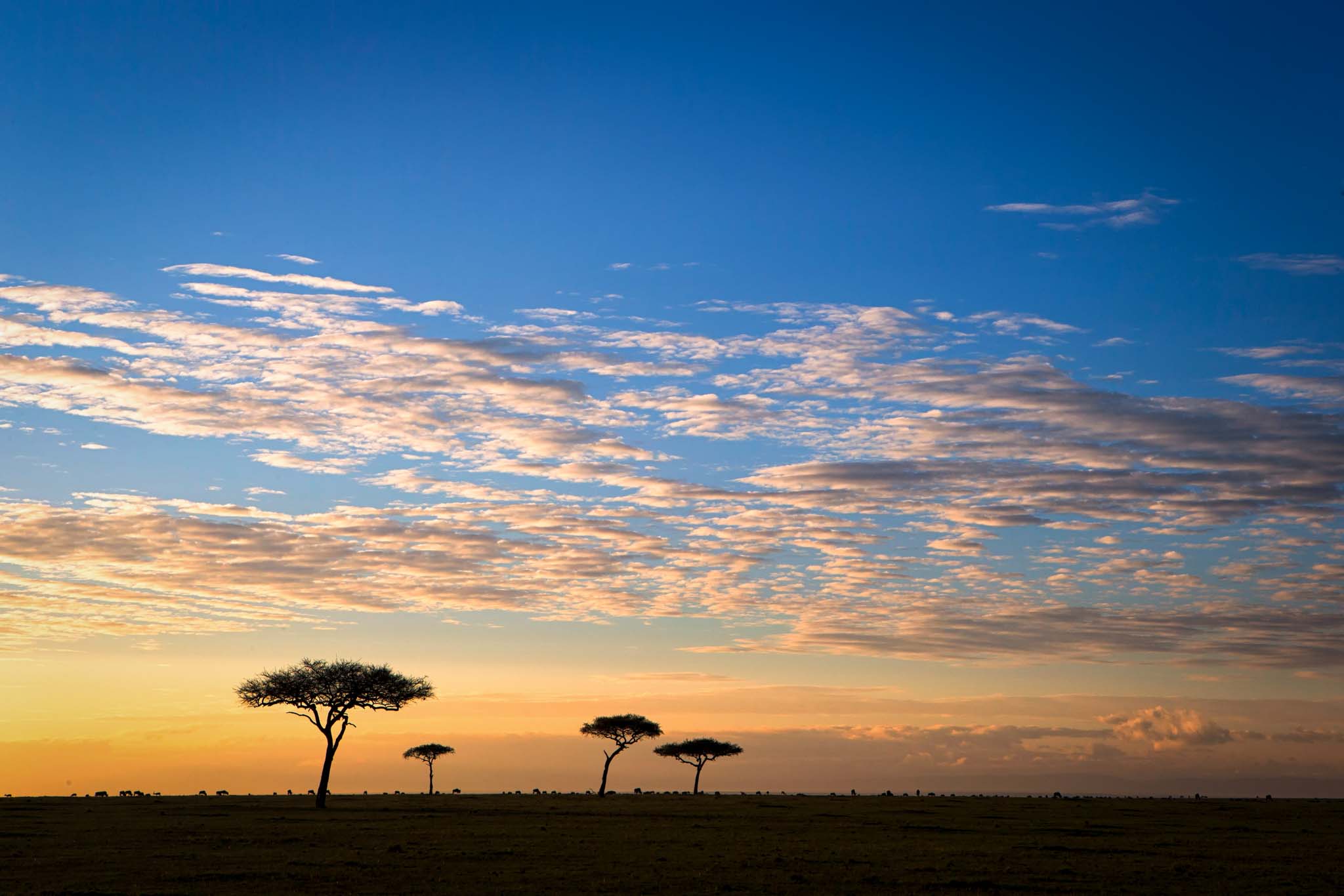 Sundowner Safari