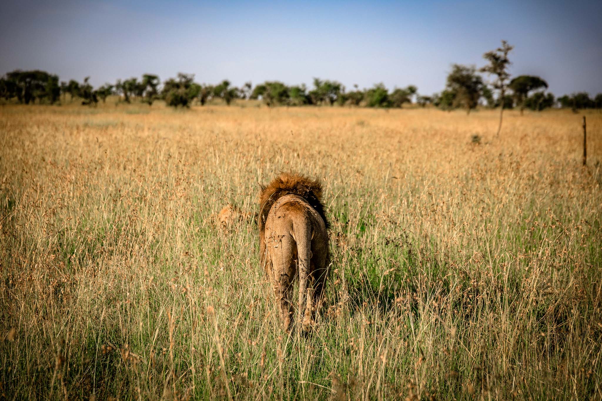 Africa safari holiday April to June — green season
