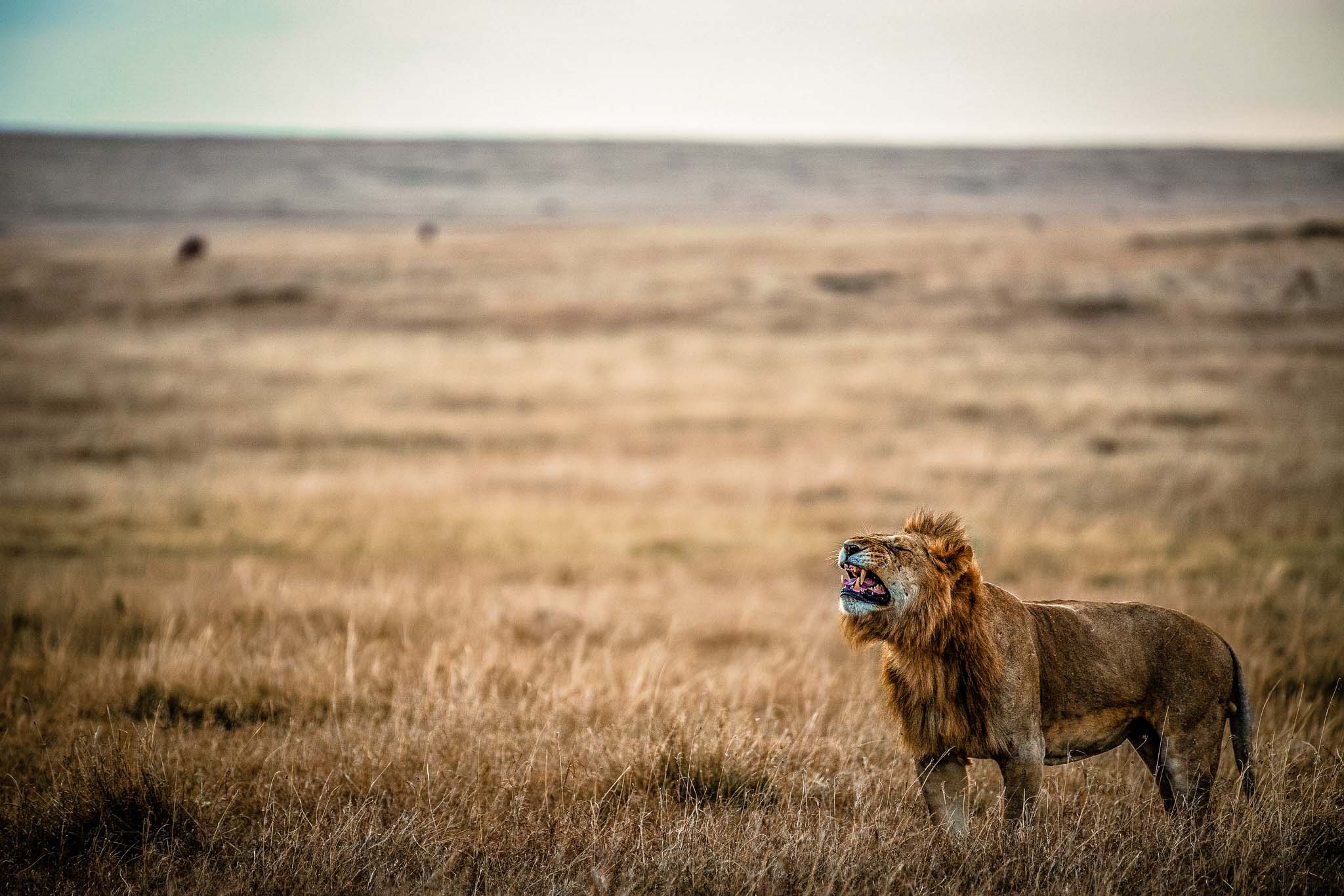 Tanzania safari holiday — African Favour Explorers, Serengeti