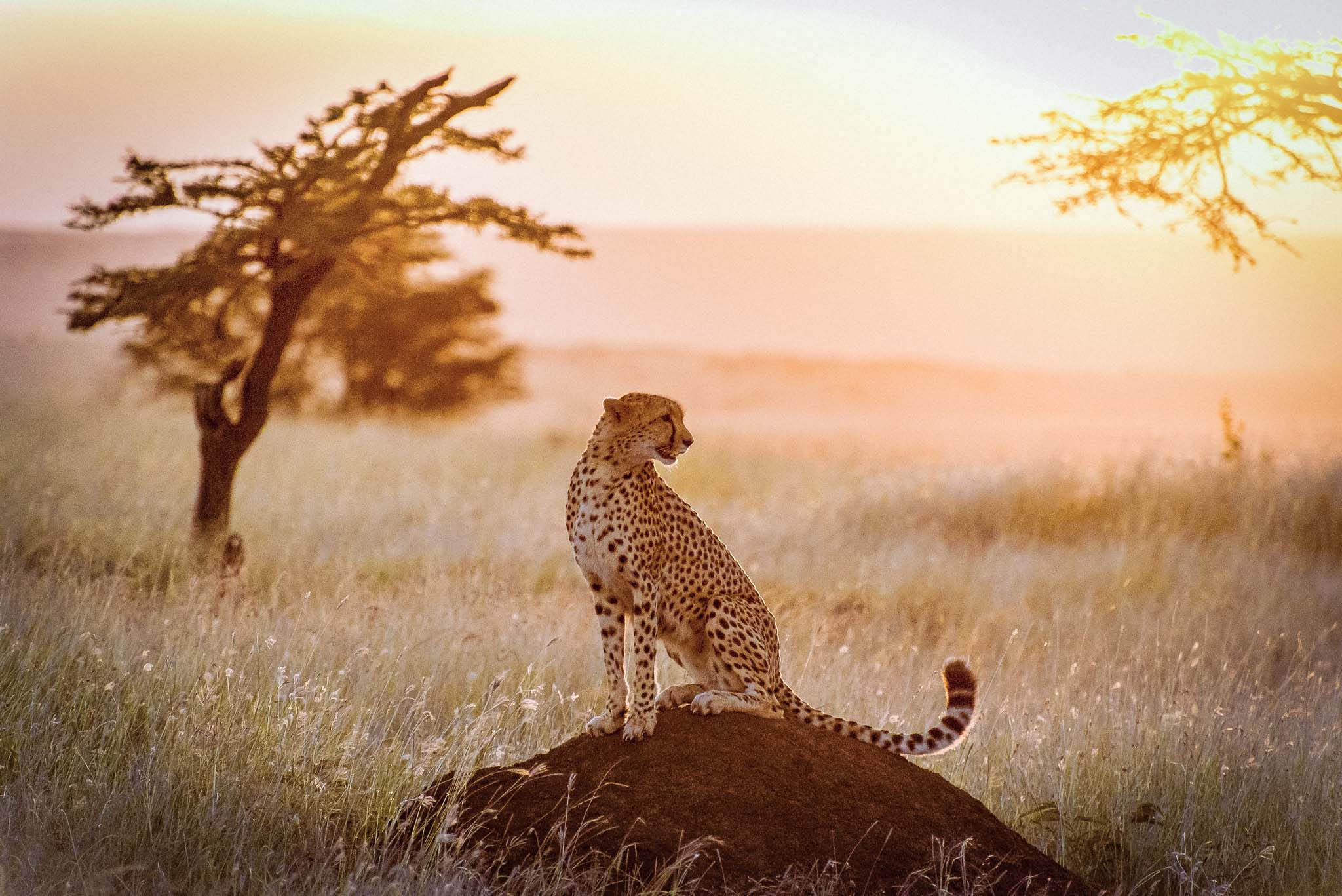 Big Five Safari