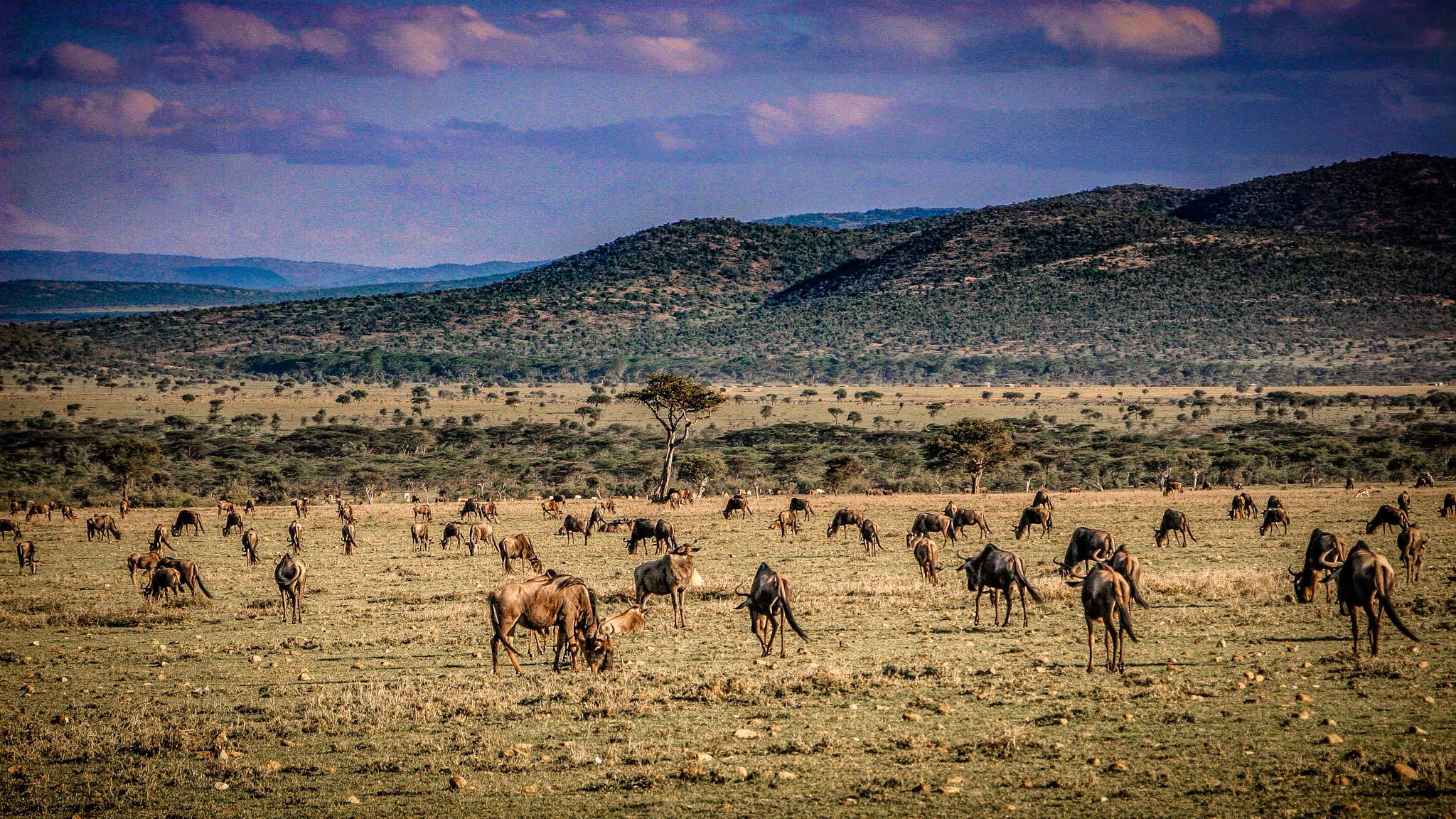 Tanzania safari holiday January to March — Wildebeest calving season